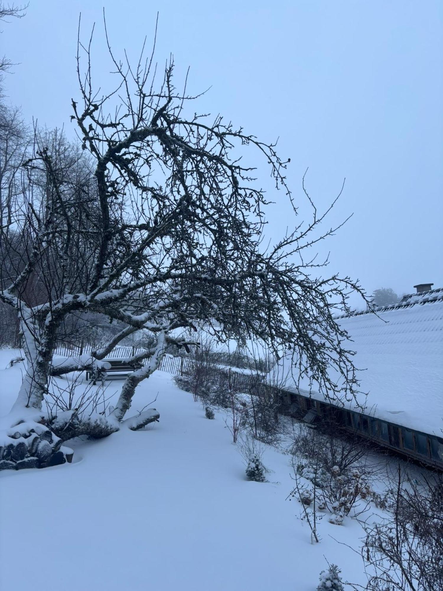 Blockhuette Engeln-Eifel Villa Kempenich Eksteriør bilde